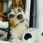 Cachorro deitado dentro de casa ao lado de um brinquedo de pelúcia