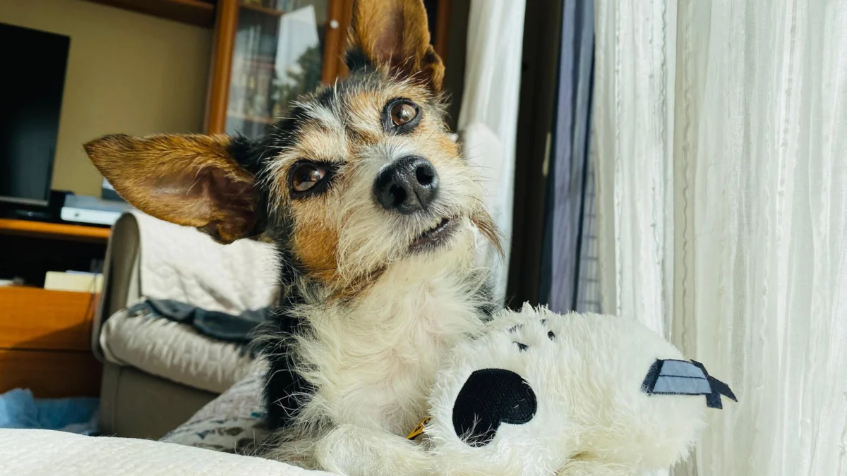 Cachorro deitado dentro de casa ao lado de um brinquedo de pelúcia